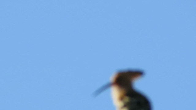 Madagascar Hoopoe - ML432258361