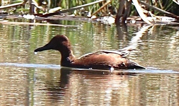 Cinnamon Teal - Gregg Goodrich