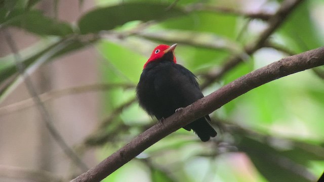 Manakin à cuisses jaunes - ML432259711