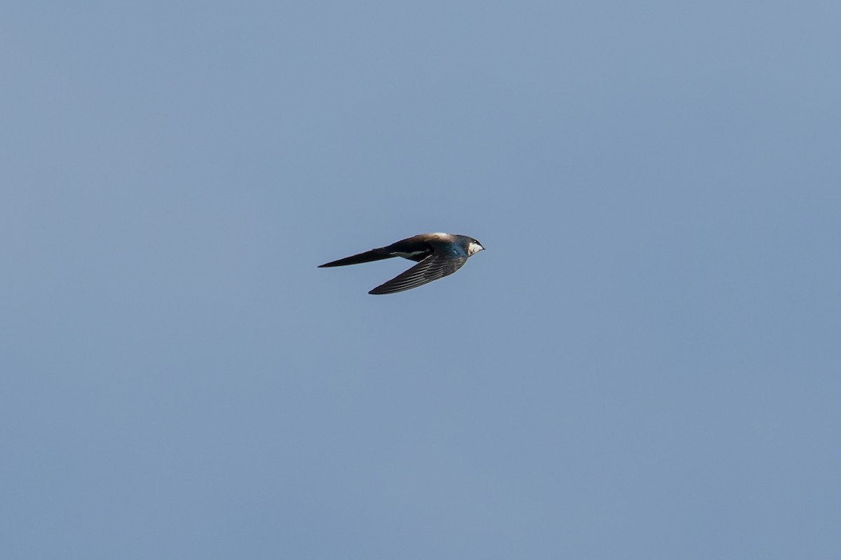 White-throated Needletail (Himalayan) - ML432260011