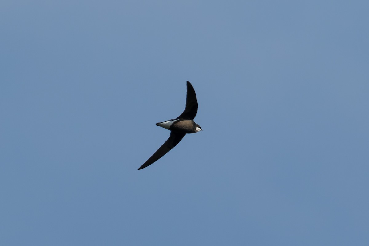 White-throated Needletail (Himalayan) - ML432260021