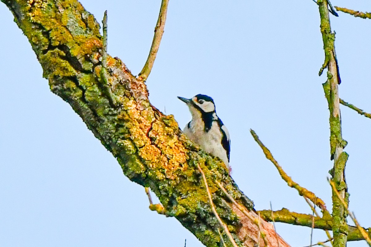 Great Spotted Woodpecker - ML432260041