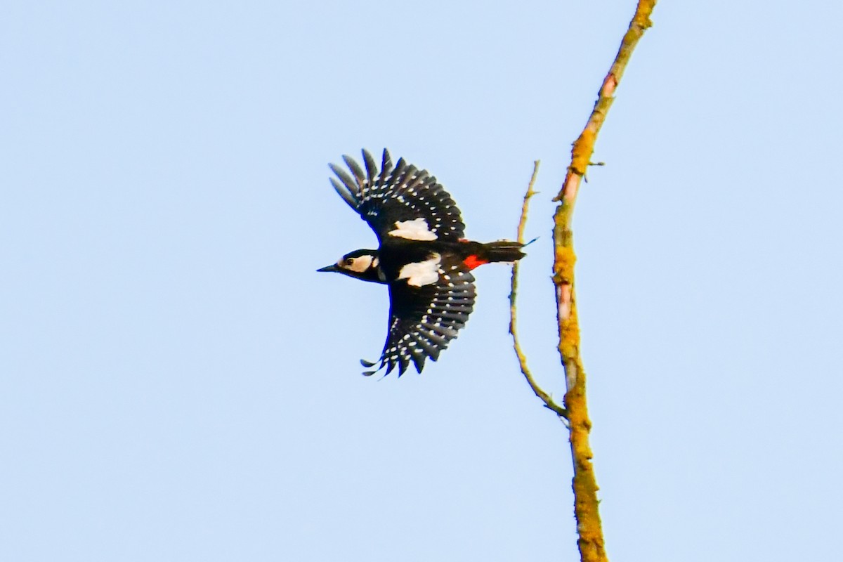 Great Spotted Woodpecker - ML432260051