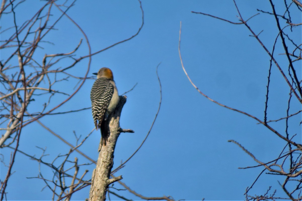 Golden-fronted Woodpecker - ML432260701