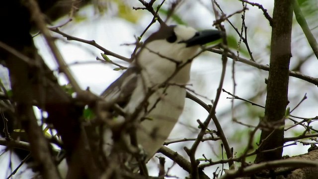 Hook-billed Vanga - ML432261011