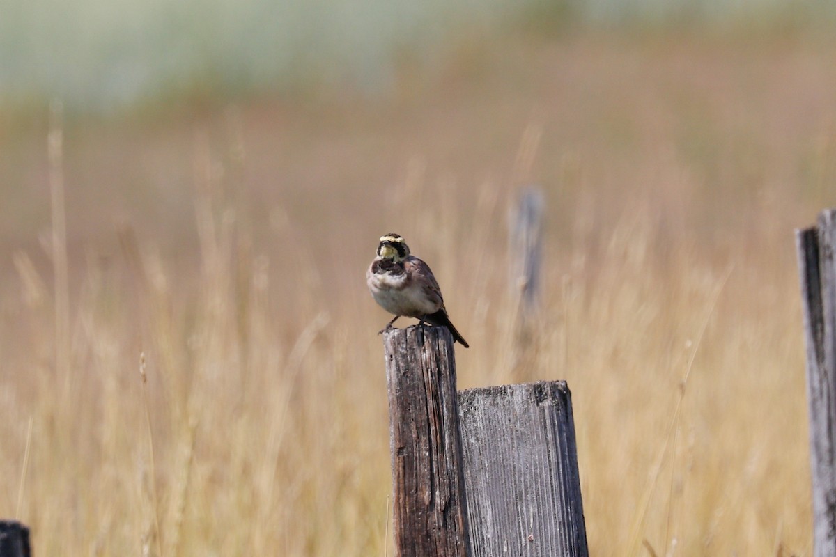 Horned Lark - ML432261631