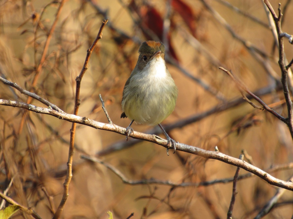 Fulvous-crowned Scrub-Tyrant - ML432262051