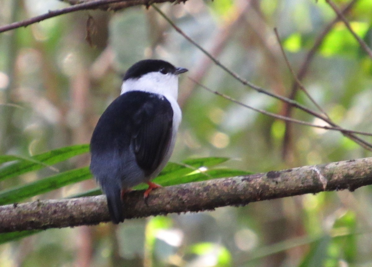 White-bearded Manakin - ML432262541