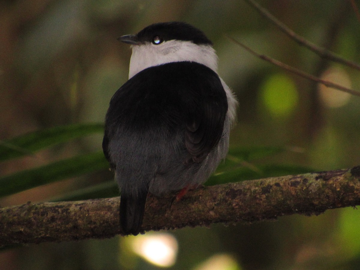 White-bearded Manakin - ML432262851