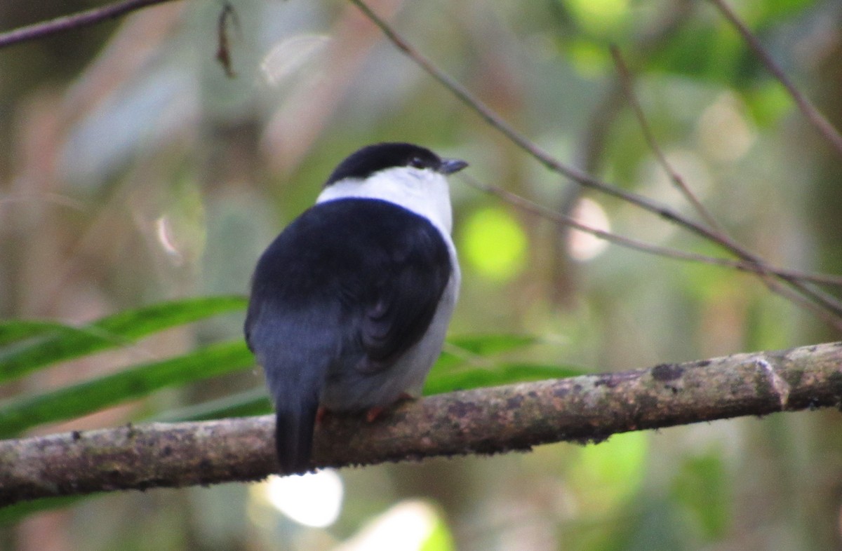 White-bearded Manakin - ML432262911