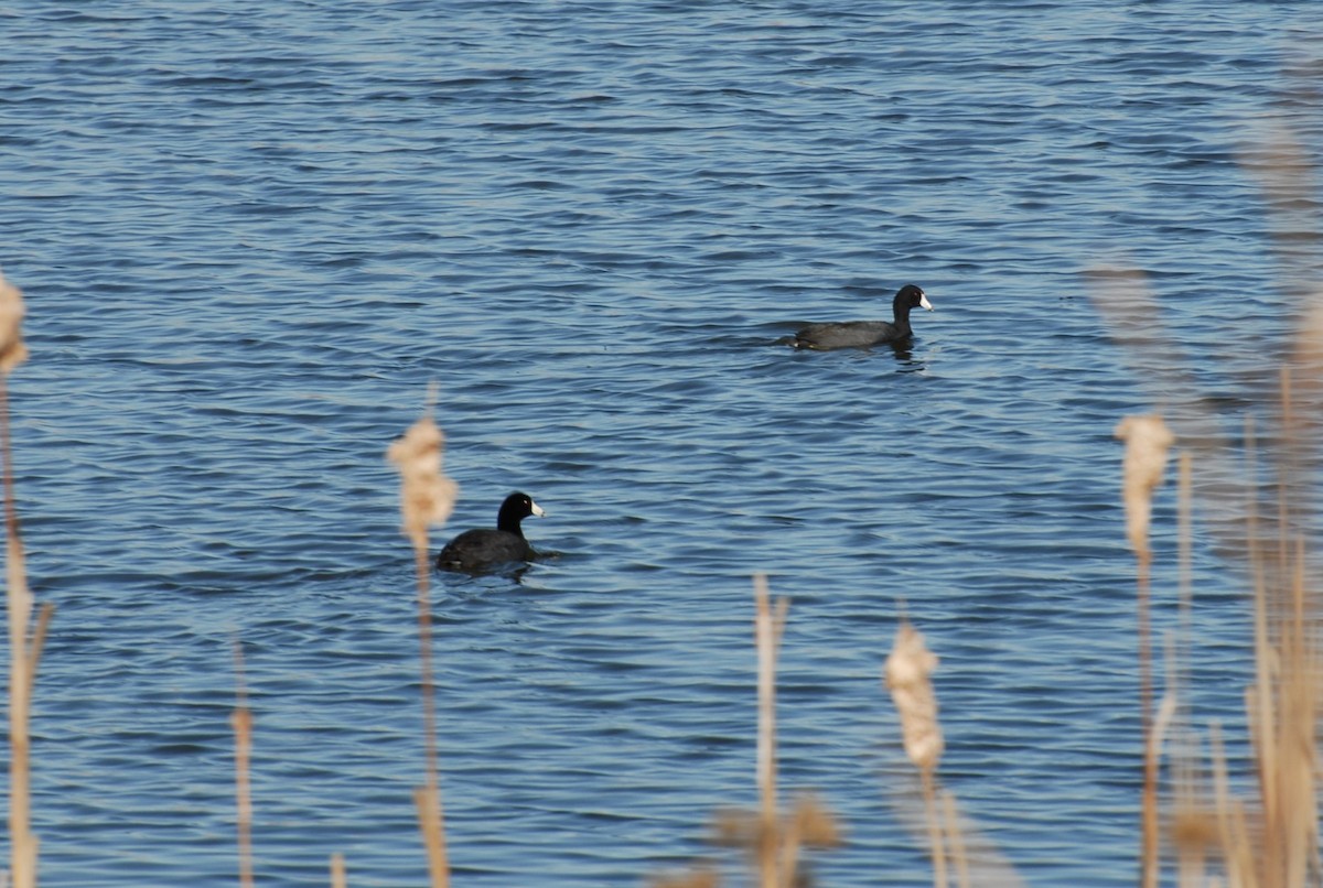 American Coot - ML432263371