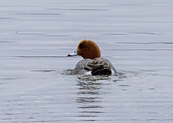 Eurasian Wigeon - ML432264031