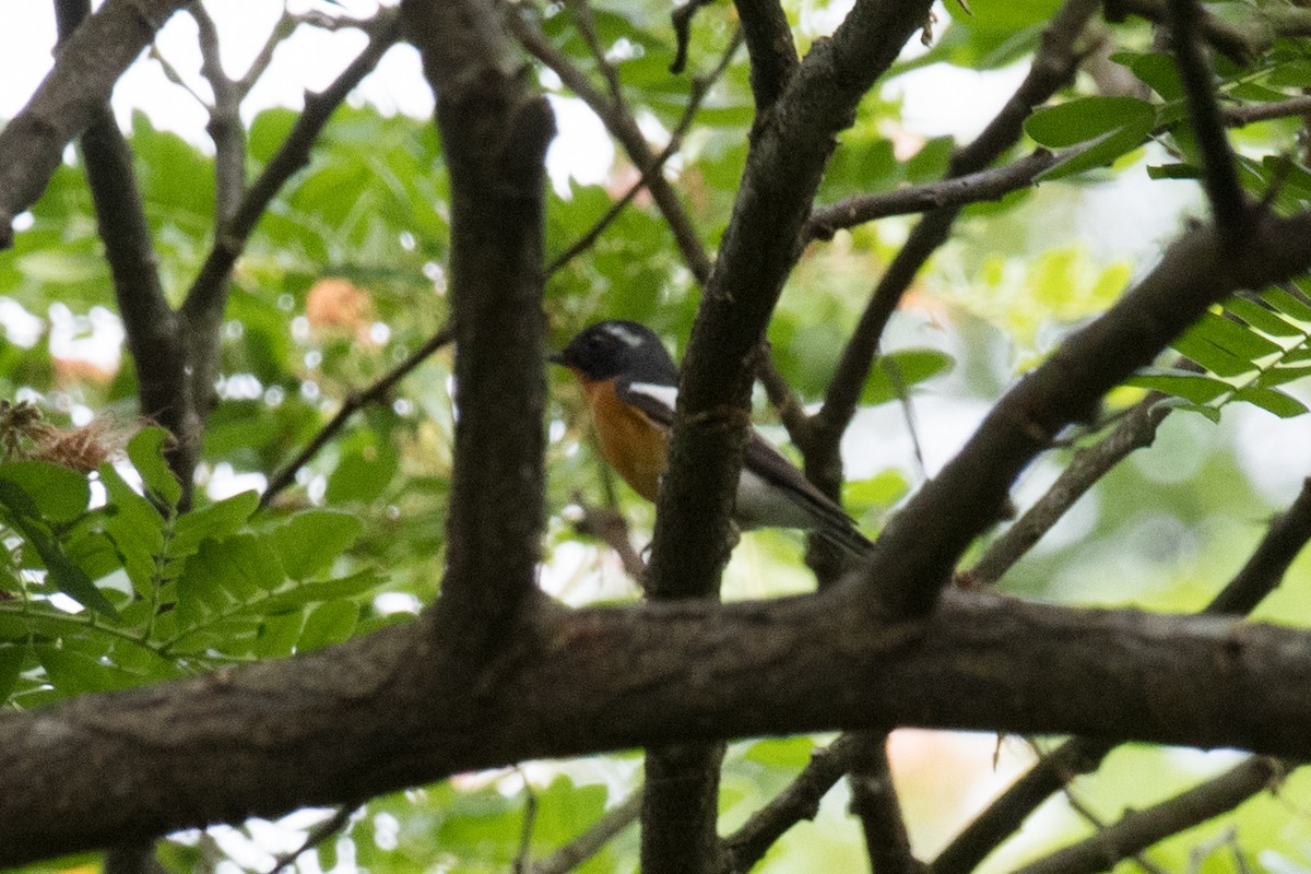 Mugimaki Flycatcher - Hui Zhen Tan