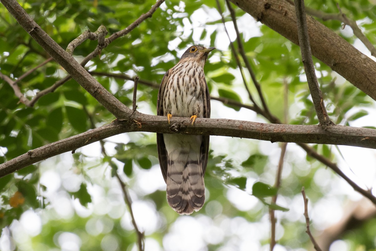 Hodgson's Hawk-Cuckoo - Hui Zhen Tan