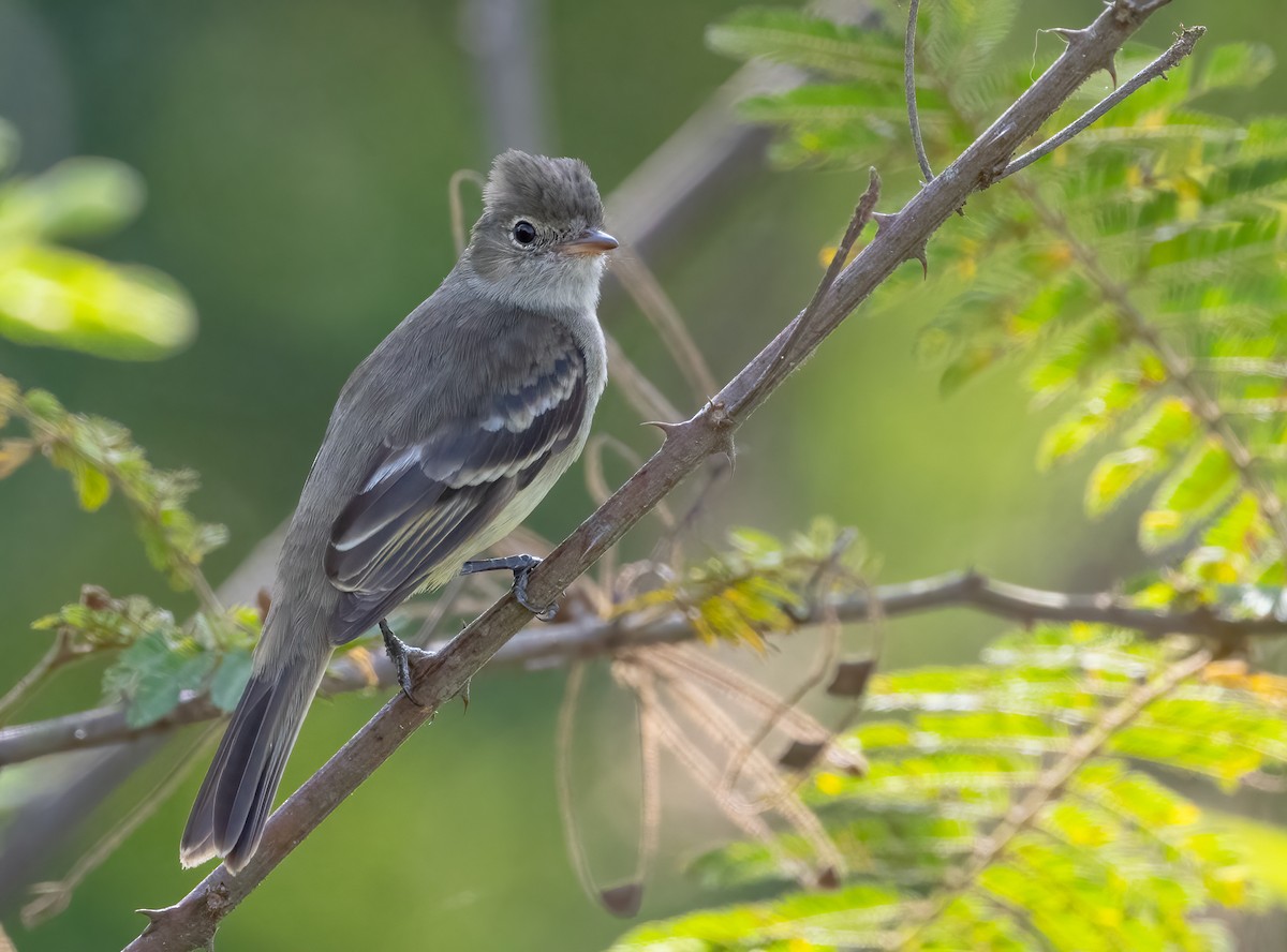 Coopmans's Elaenia - Lizabeth Southworth