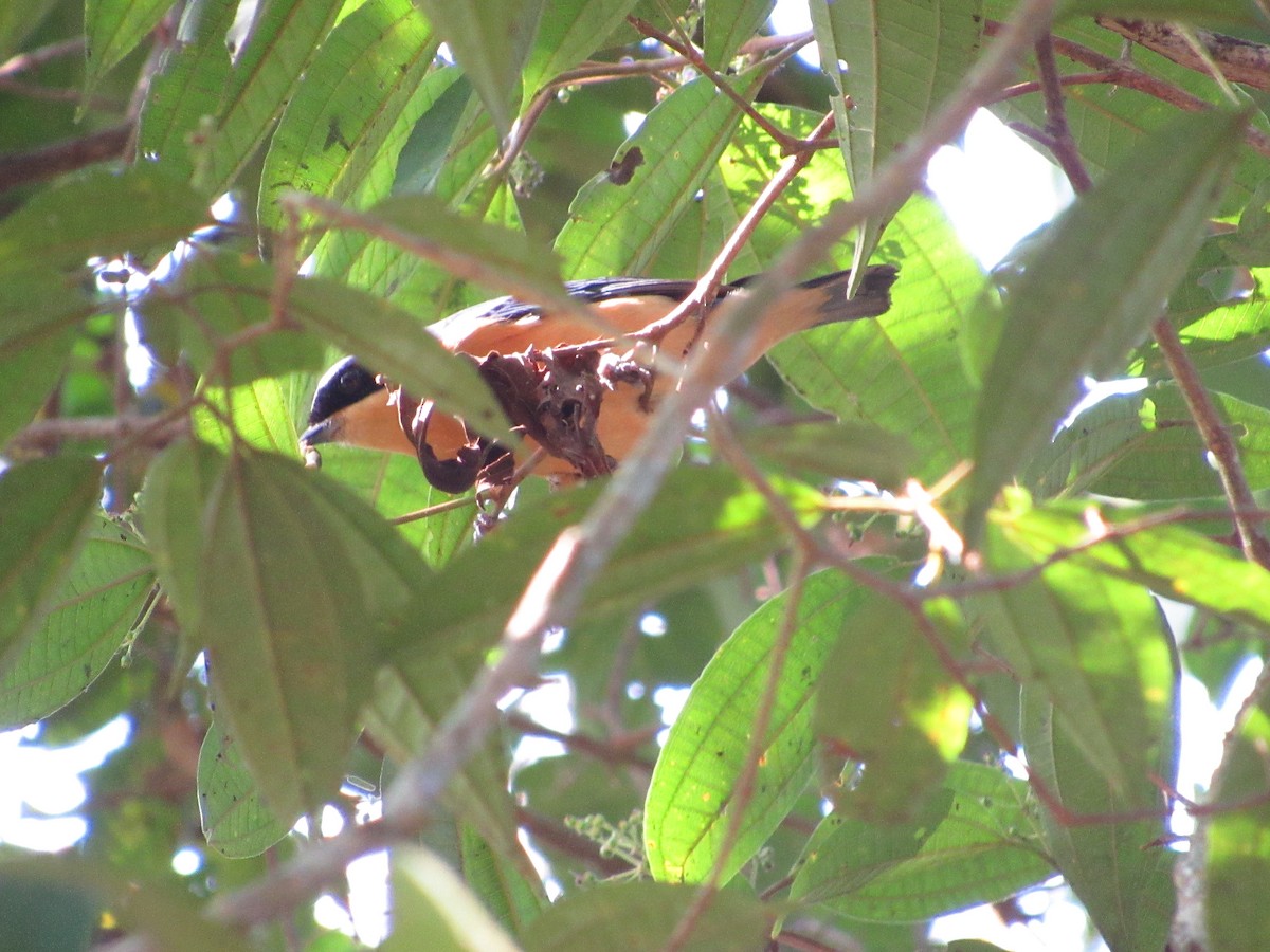 Fawn-breasted Tanager - samuel olivieri bornand