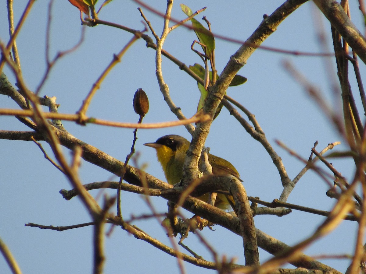 Southern Yellowthroat - ML432264901