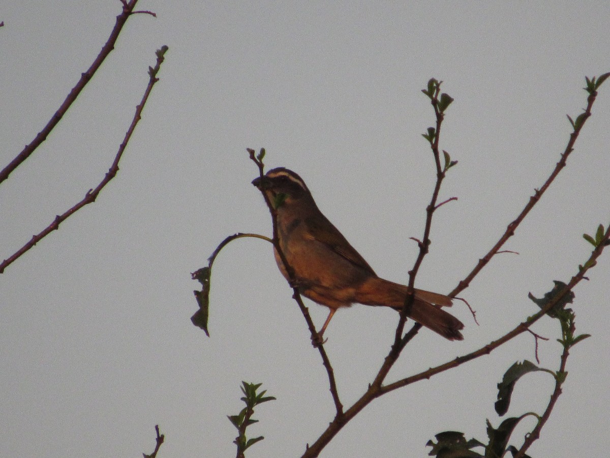 Green-winged Saltator - samuel olivieri bornand