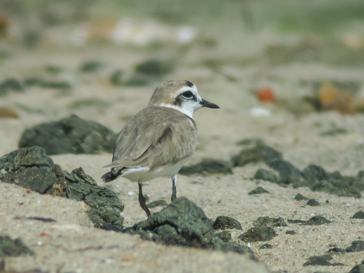 Kentish Plover (Hanuman) - ML432265811