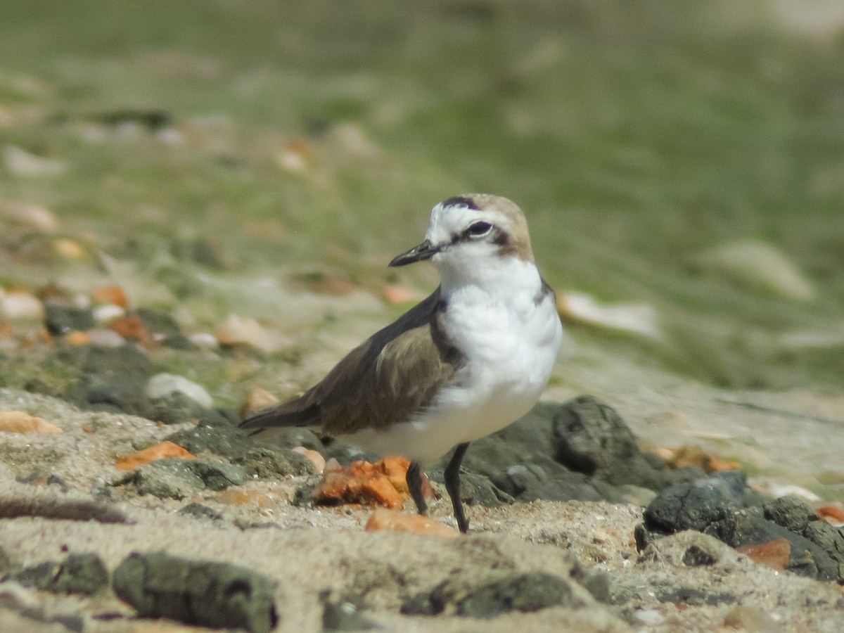 Kentish Plover (Hanuman) - ML432265831