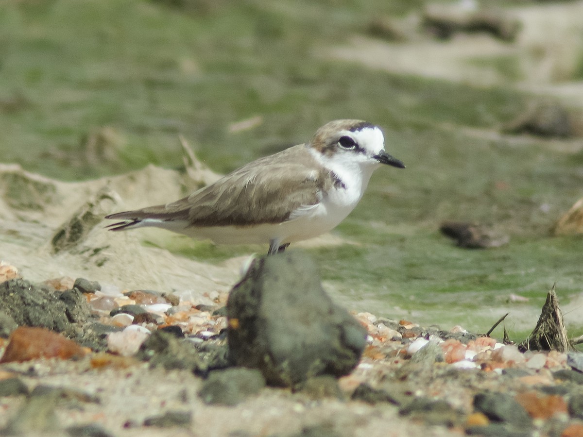 Kentish Plover (Hanuman) - ML432265871