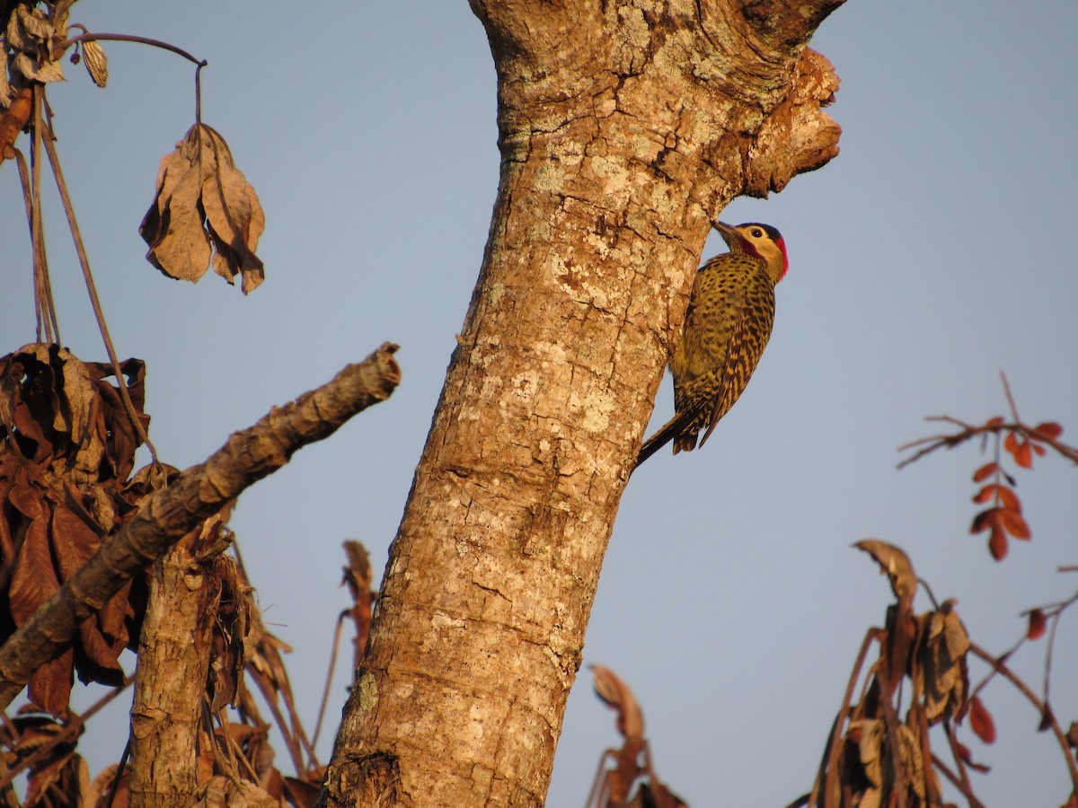 Green-barred Woodpecker - ML432266221