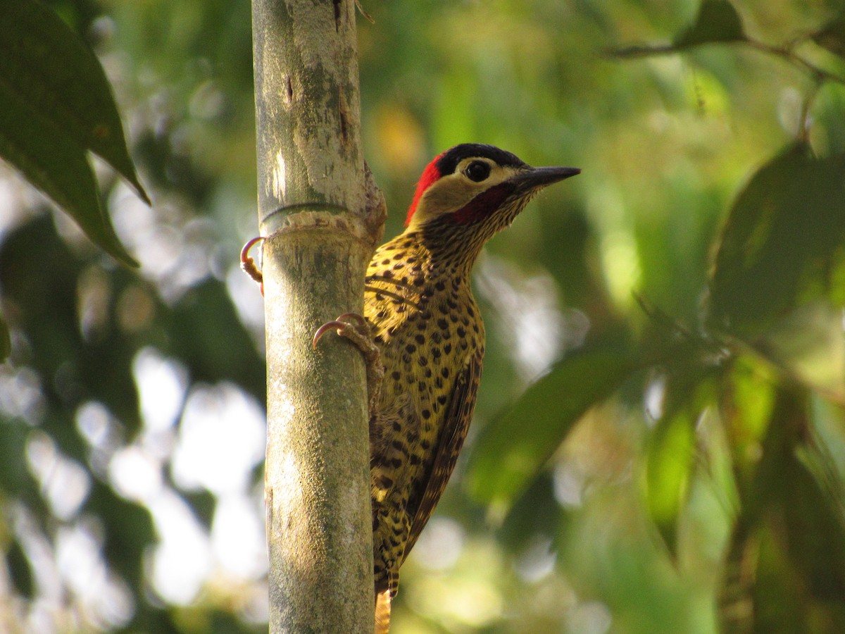 Green-barred Woodpecker - ML432266281