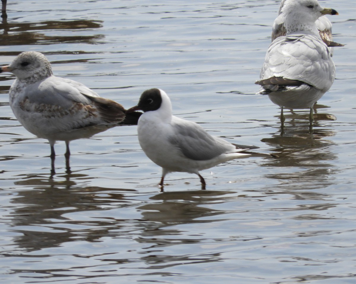 Black-headed Gull - ML432266551