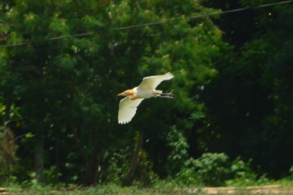 Eastern Cattle Egret - Ramon Ariel Ken Garcia