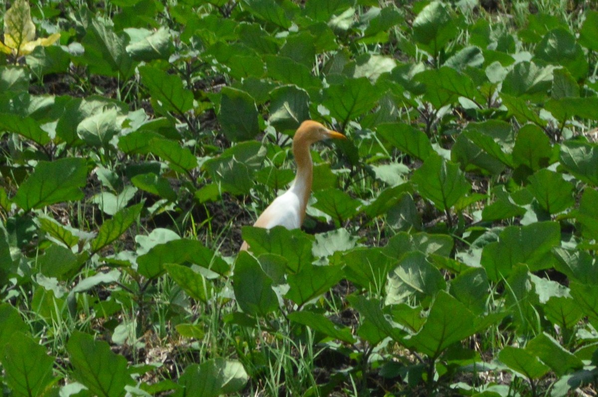 Eastern Cattle Egret - ML432267061