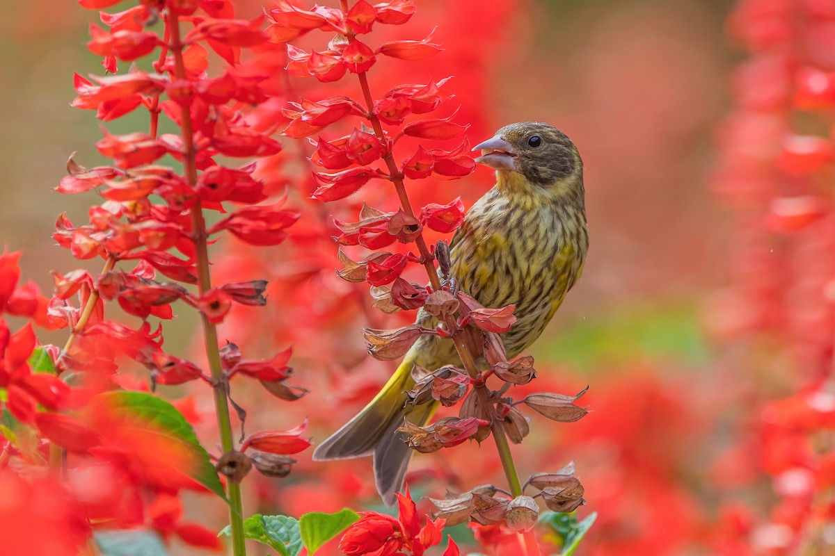 Vietnamese Greenfinch - Ngoc Sam Thuong Dang