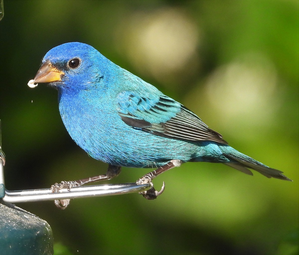 Indigo Bunting - ML432269741