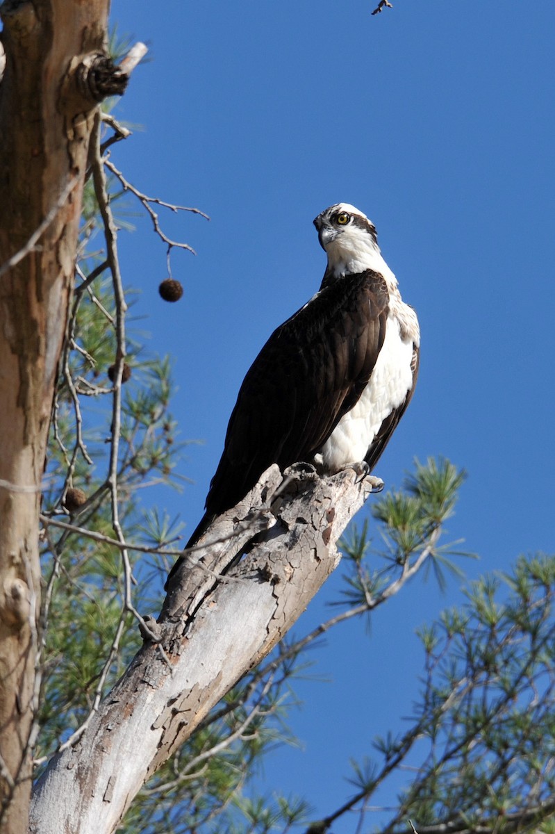 Загасч явлаг - ML432270811