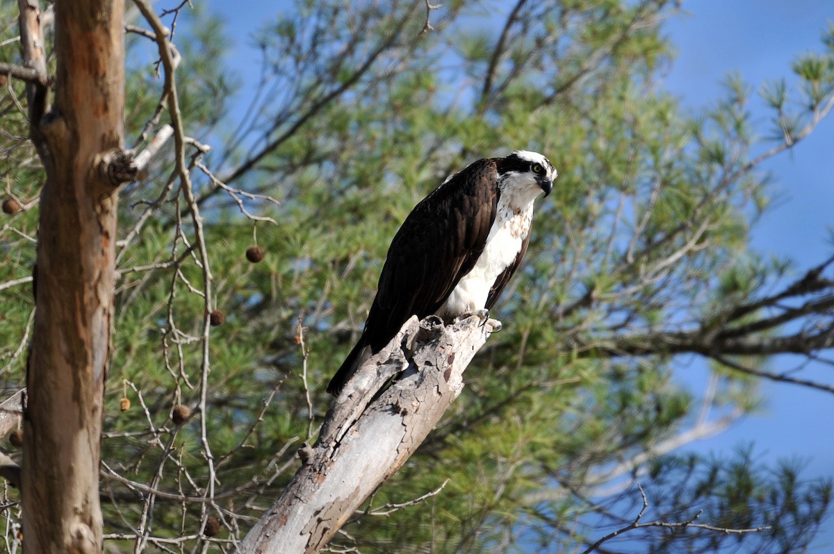 Загасч явлаг - ML432270821