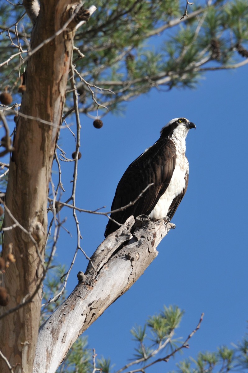 Загасч явлаг - ML432270861
