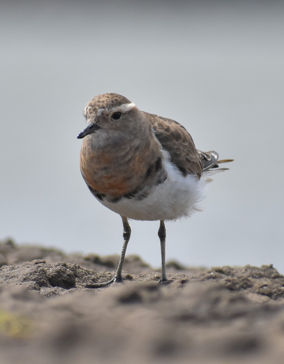 Rufous-chested Dotterel - Damián Ganime