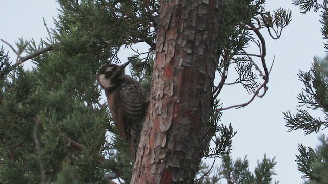 Arizona Woodpecker - ML432271261