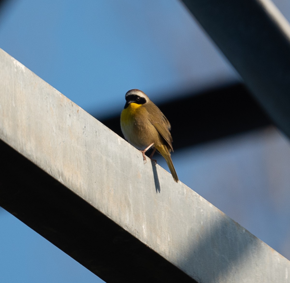 Common Yellowthroat - ML432271481