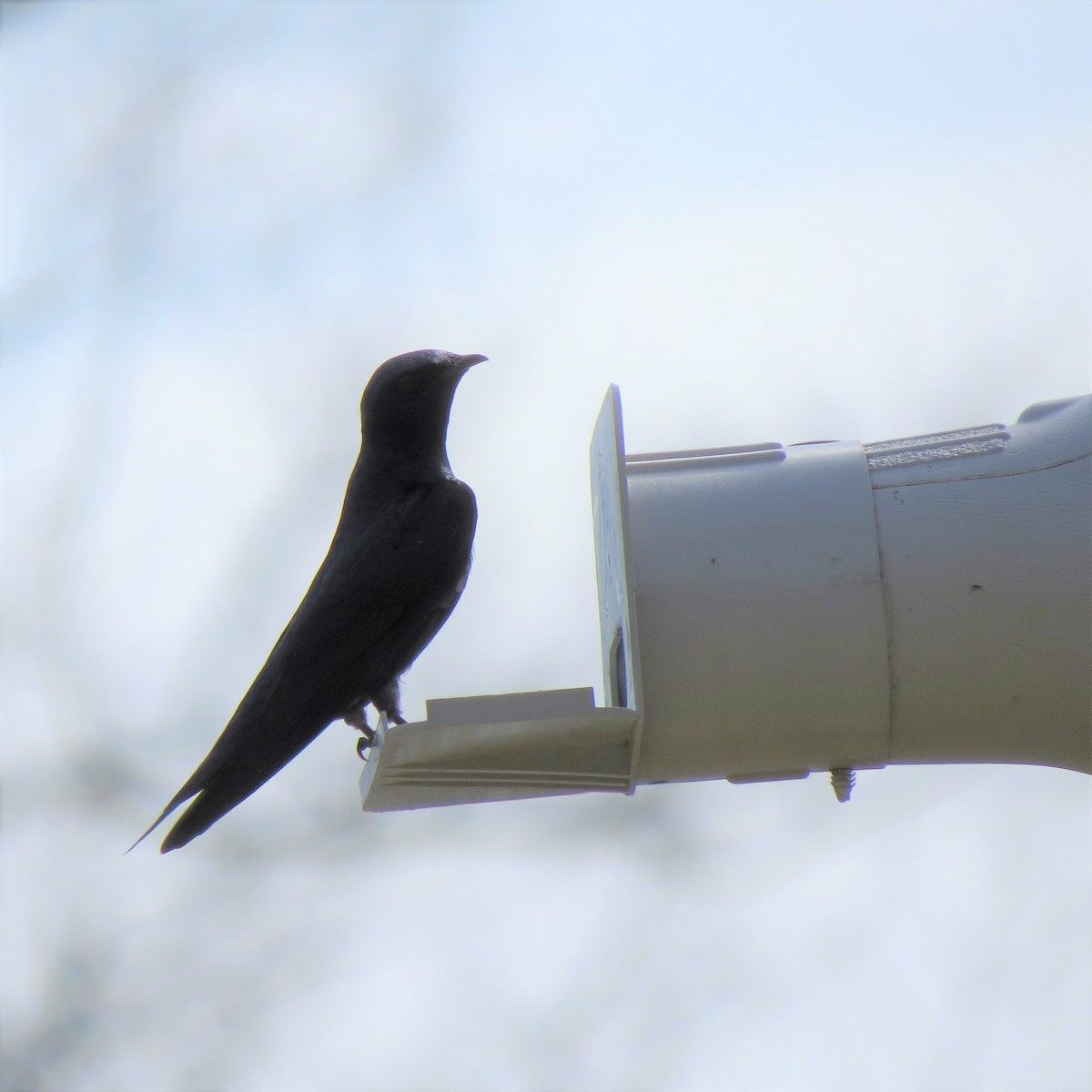 Purple Martin - ML432271991