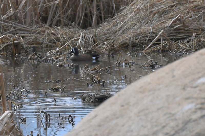 Blue-winged Teal - ML432272021