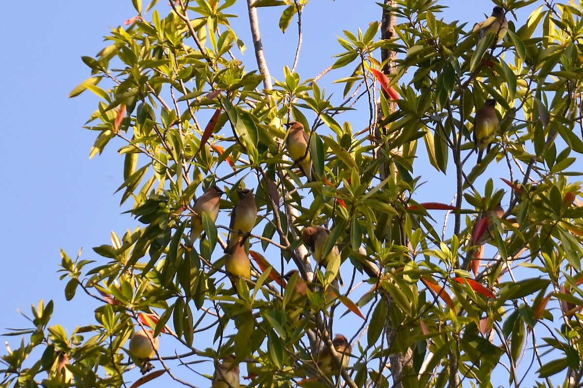 Cedar Waxwing - ML432272231