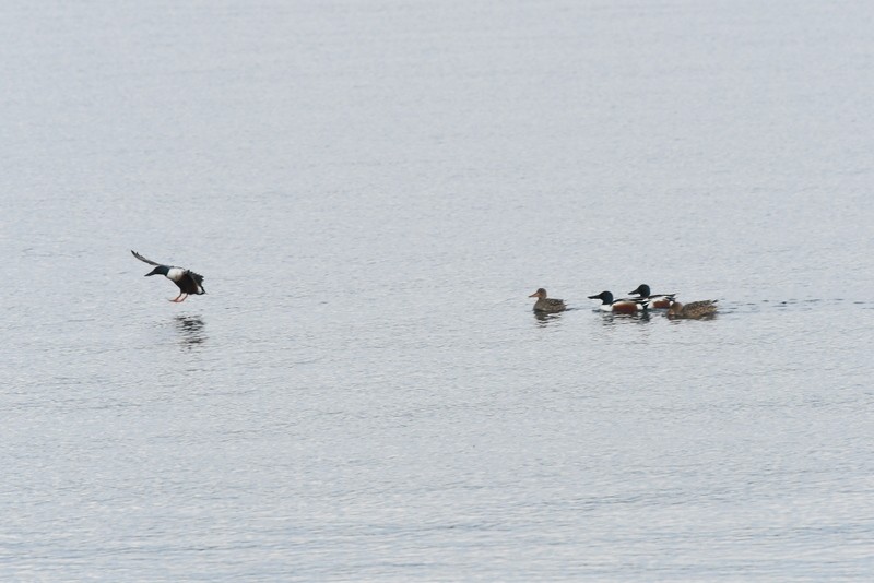 Northern Shoveler - ML432272621