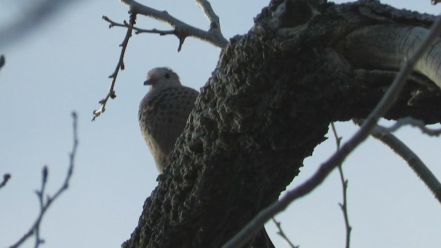 holoubek vrabčí - ML432273061