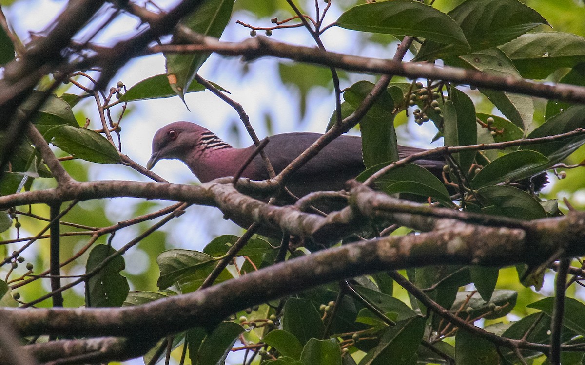 Sri Lanka Wood-Pigeon - Peter Kennerley