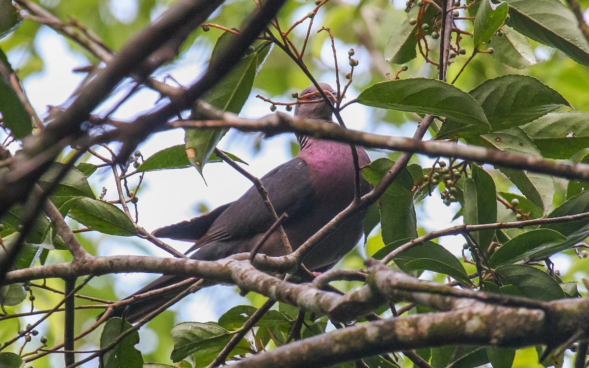 Sri Lanka Wood-Pigeon - ML432273231