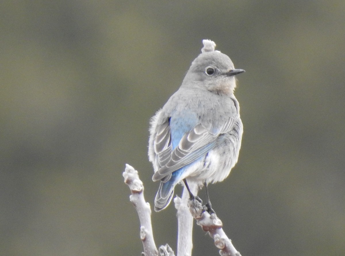 Mountain Bluebird - Curtis Combdon