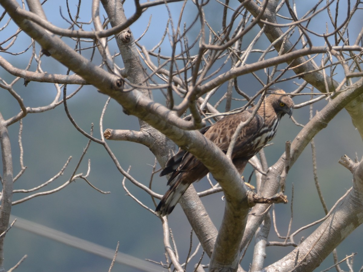 Changeable Hawk-Eagle - ML432273421