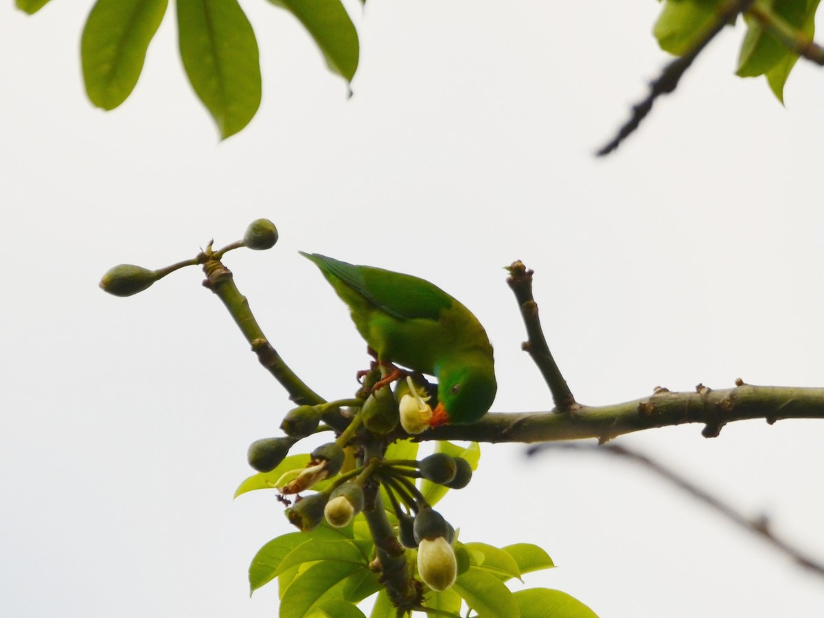 Vernal Hanging-Parrot - ML432274061