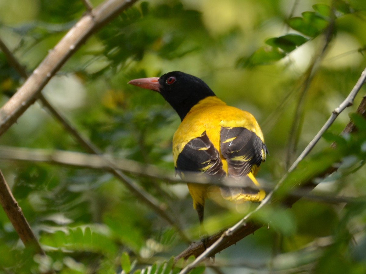 Black-hooded Oriole - ML432274231