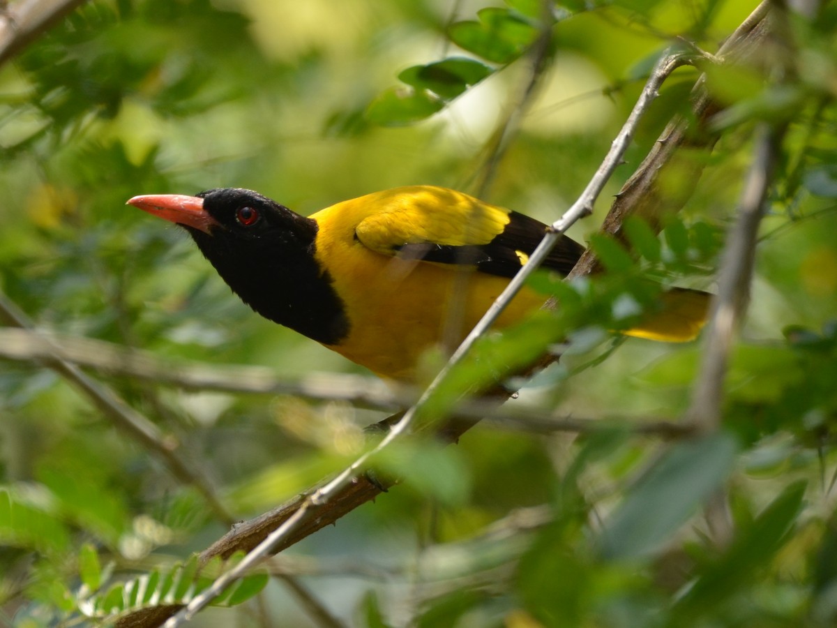 Black-hooded Oriole - ML432274251